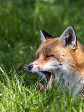 Red Fox Yawning Close-up In A Meadow