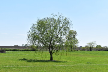 Sticker - Weeping Willow Tree in a Field