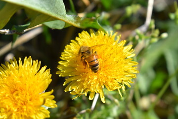 Poster - Honey Bee