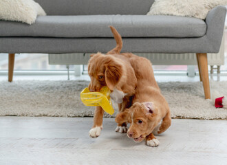 Sticker - Couple of toller puppies at home