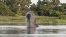 A Hippo Thrashes In The Water During A Display Of Dominance Under The Late Afternoon Sun In The African Wilderness.
