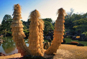 Canvas Print - Japanese Sago palm protection from the cold and Japanese garden style in Nijo castle, Kyoto, Japan