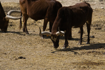 buffalo eating grass in the field