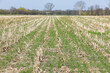 © Margaret Burlingham - A winter rye cover crop in spring that was planted into corn stubble