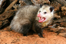 Opossum (Didelphis Virginiana)
