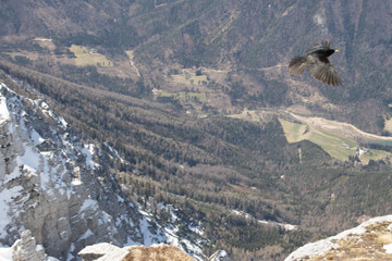 Wall Mural - Alpine chough flying over snow-covered mountains