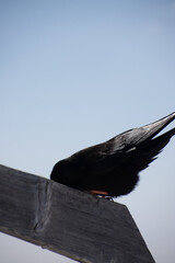 Sticker - Low angle shot of an Alpine chough