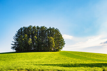 Group of Pine Trees 