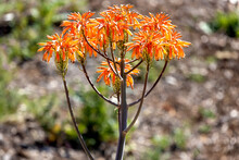 Red And Orange Desert Indian Paintbrush Flower
