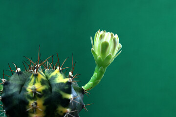 Wall Mural - Cactus Flower  Gymnocalycium blossom at green Background with copy space.