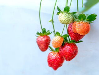 Red ripe strawberries on the rack in the garden. This fruit is rich in vitamin C and minerals beneficial to human health