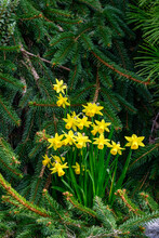 Bright Yellow Blooms Of Spring Daffodils Against The Dark Green Background Of An Evergreen Bush
