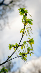 Wall Mural - Oak flowers on a twig with green leaves.