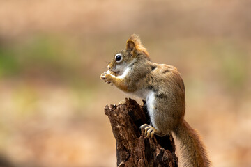 Canvas Print - The American red squirrel -Tamiasciurus hudsonicus in the park