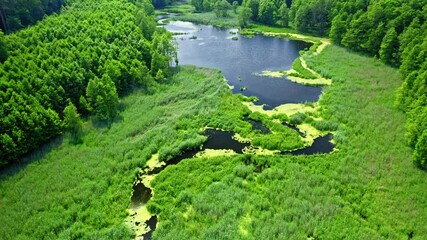 Wall Mural - Green algae on river. Aerial view of wildlife in Poland.