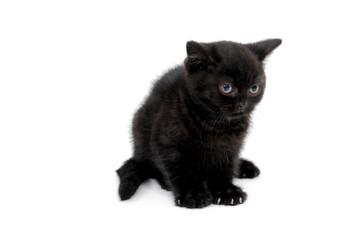  fluffy purebred black kitten sits on a white background
