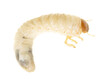 Beetle larva on a white background.
