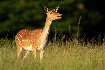 Wall Mural - fallow deer hind calling on green meadow in summer sunlight
