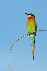 Poster - Blauschwanzspint // Blue-tailed bee-eater (Merops philippinus) 