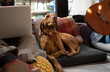 © Stock Rocket - A beautiful pure breed dog is lying on a sofa.