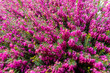 kępa fioletowych wrzośców w ogrodzie