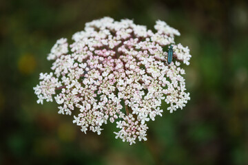 close up of a flower