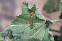 Crane Fly Nephrotoma Sp, Tipulidae, Posed On A Green Leaf. High Quality Photo