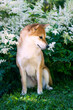 Portrait of a female dog of the Siba Inu breed Beautiful red dog sits in blooming white flowers