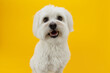 Happy maltese dog smiling on isolated yellow background