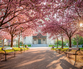 Wall Mural - spring cherry blossom in the park
