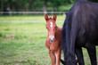 © RD-Fotografie - Foal with mare on the pasture..