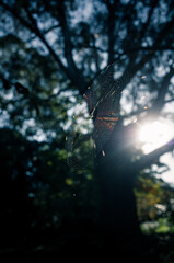 Wall Mural - spider web in the sunlight