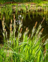 Blooming Sedge Carex "Nigra" (Carex Melanostachya) On Shore Of Garden Pond. Fluffy Yellow Caps On Black Or Common Sedge Against Blurred Background. Selective Focus. Nature Concept For Spring Design.