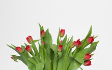 Bukiet Kwitnących, Czerwonych Tulipanów Na Białym Tle