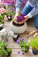 man gardener planting pansy, lavender flowers in flowerpot in garden on terrace