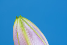 Detail D'une Magnifiques Fleurs Fermée De Lys Vendôme Sur Fond Bleu Avec Sa Texture
