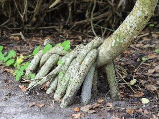 Wall Mural - the roots of palm trees on a tropical island resort