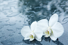 White Orchid Flowers With Water Drops Isolated