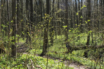 Sticker - The forest road lies between the trees. Spring has adorned nature with young leaves and bright grass. a fallen tree lies by the road