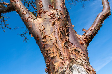 Wall Mural - acer griseum tree in winter with a blue sky which is commonly known as paperbark maple, stock photo 