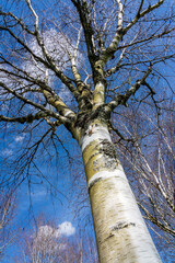 Wall Mural - betula utilis tree in winter with a blue sky which is commonly known as himalayan birch and has a wh