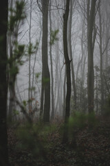  fog in the forest