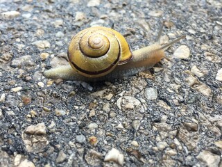 Gelbe Schnecke