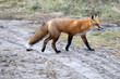 Fox killing and eating Canada goose at the harbour beach area