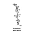 © Stokerbit - Common pink root healing plant hand-drawn, sketch
