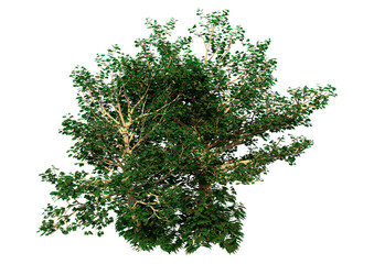 Wall Mural - 3d rendering sycamore tree on white