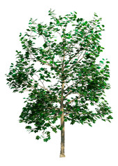 Wall Mural - 3d rendering sycamore tree on white