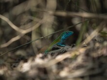 Blue Turquoise Rainbow Whiptail Cnemidophorus Lemniscatus Lizard Reptile Wildlife In Tayrona Colombia South America