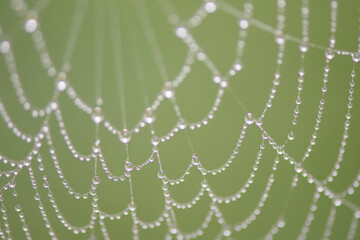  spider web with water drops
