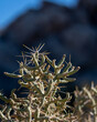 © ClareJoPhoto - a spike covered cactus in a desert with a blue background